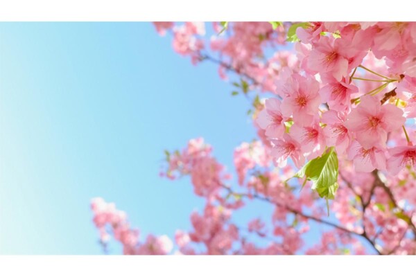 桜の花びらで悪い運気を浄化！　“サクラ”名前の由来、金運、恋愛運、美容運アップへ導く開運アクション