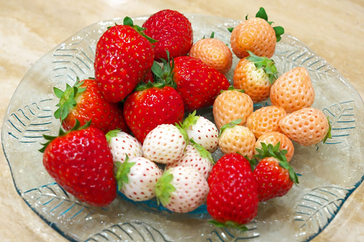 ▲白系イチゴをはじめ、近年のイチゴ界の品種の多様性は目覚ましい!