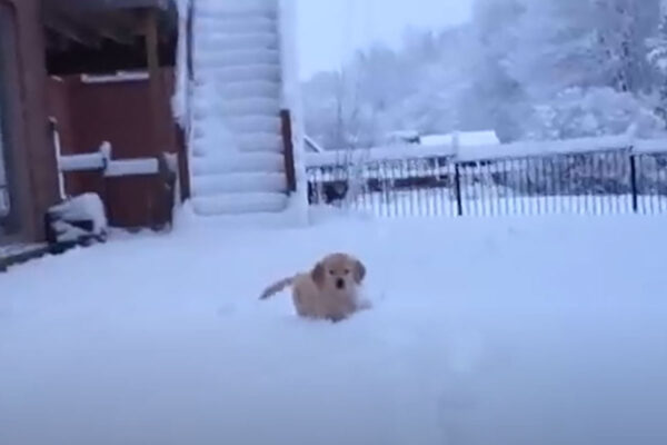 顔面ダ～イブ！！初めての子犬の“雪遊び”に「かわいすぎ！」「癒されちゃう…」超絶キュートな姿に視聴者メロメロ