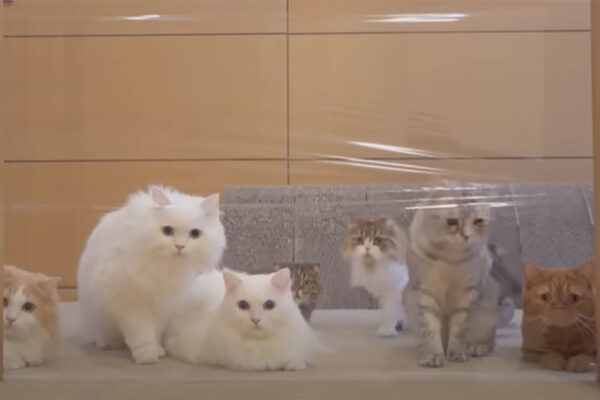 「す、すすめないニャ！？」7匹の猫たちの個性が光る“見えない壁”チャレンジ！結果はいかに？