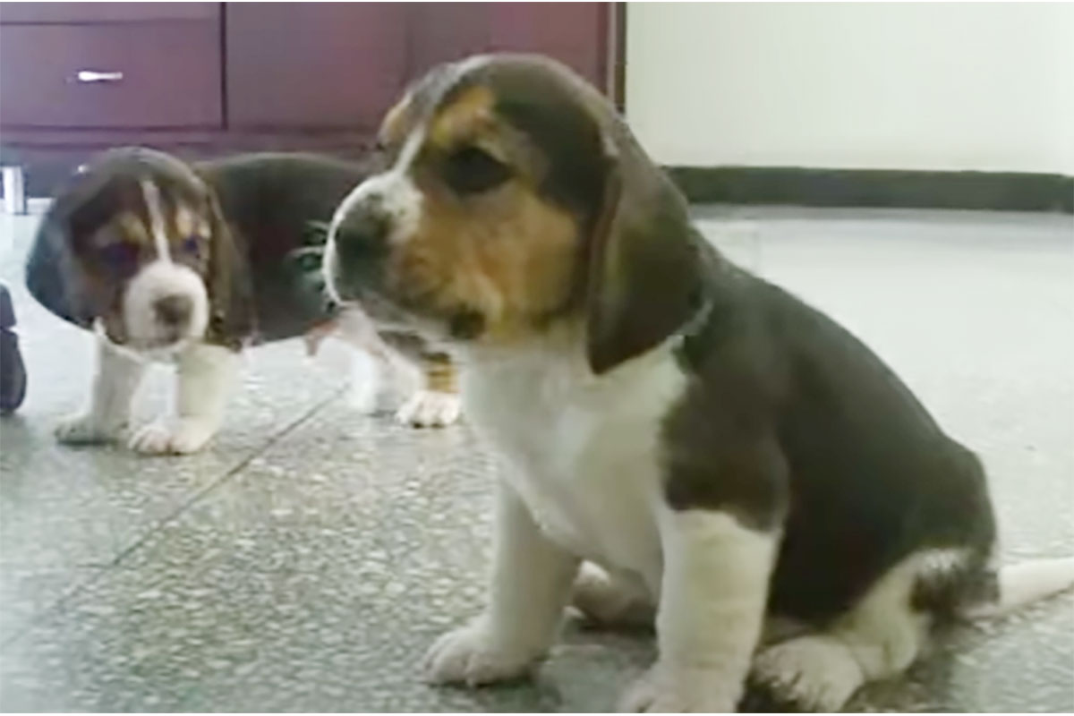 よくある子犬同士のケンカかと思いきや…?