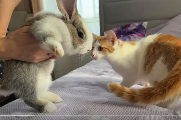 【画像】仲良くなれた…？うさぎと3匹の子猫のキュートすぎる“初対面”をチェック（5枚）