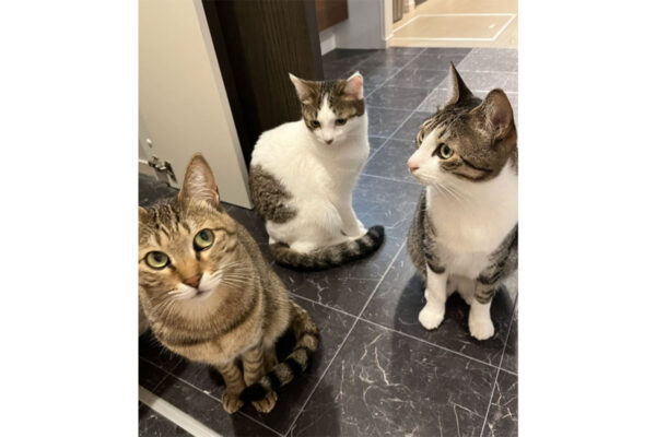 【画像】「ChatGPT」で“飼い猫”を“擬人化”してみたら…（画像4枚）