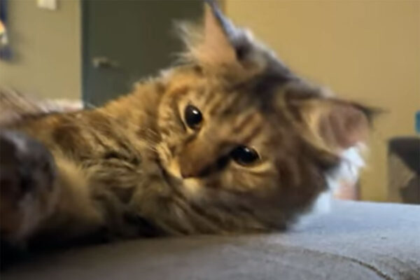 これ以上の幸せはないかも…？猫と飼い主の“ぽんっ”な時間がカワイすぎる