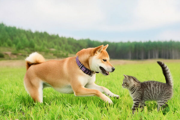 ペットの名前ランキング2025！犬猫で大人気「むぎ」に異変！？猫の名前“初”1位に輝いたのは？