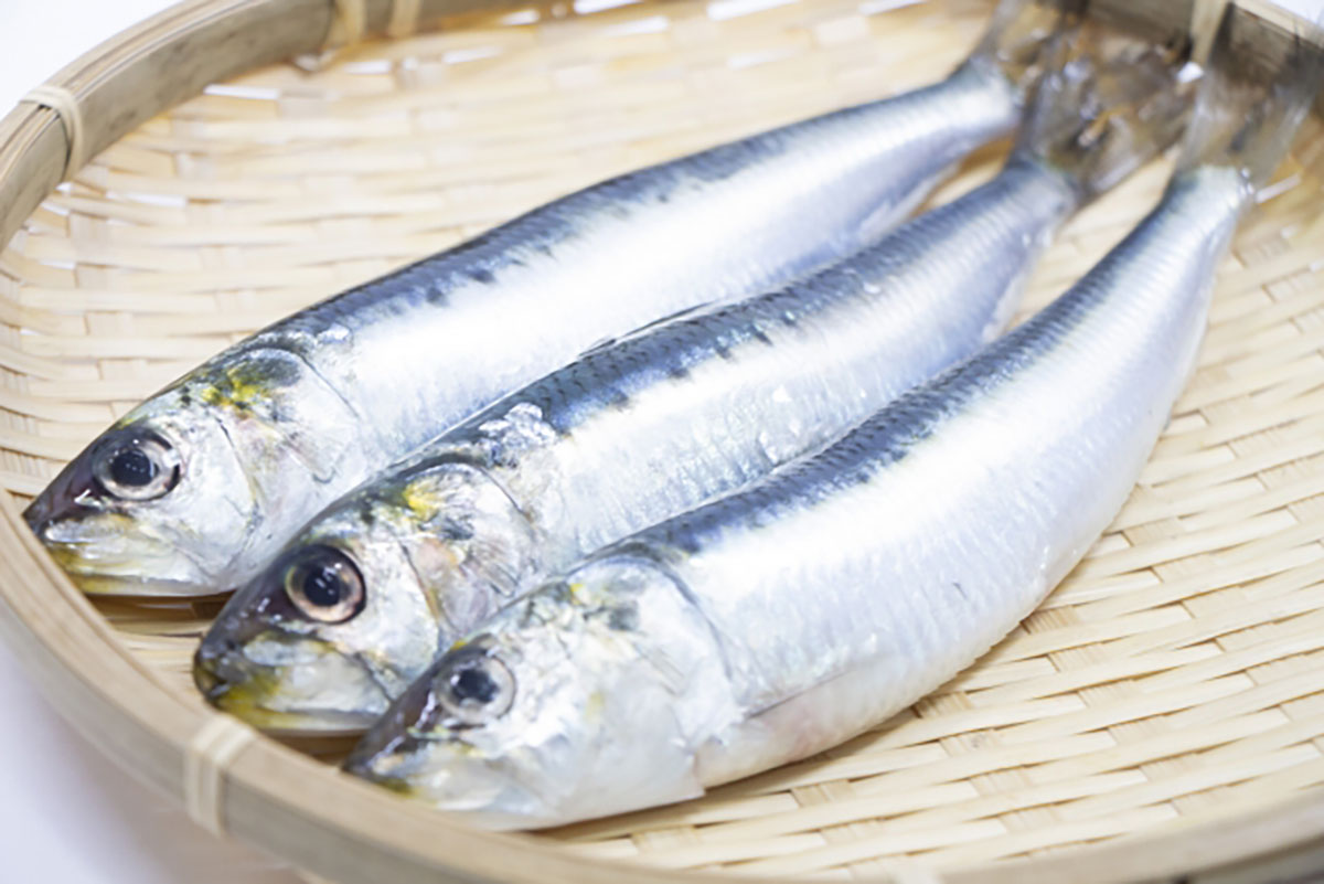 ▲イワシのDHAとEPAの含有量は魚の中でトップクラス!