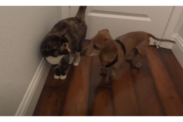 可愛いけど切ない？構ってほしい子犬と嫌がる猫の攻防戦