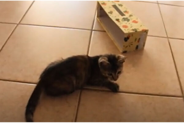 ボール遊びするなら箱の中にかぎる？お気に入りの箱にぴったりフィットする子猫