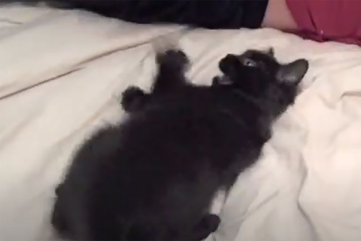 やんちゃすぎる子猫があっという間に…